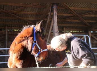 Fries paard Mix, Hengst, 1 Jaar, 155 cm, Bruin