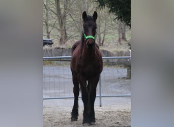 Fries paard Mix, Hengst, 1 Jaar, 155 cm, Bruin