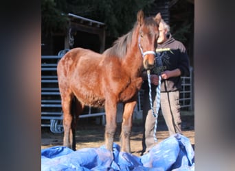 Fries paard Mix, Hengst, 1 Jaar, 155 cm, Bruin