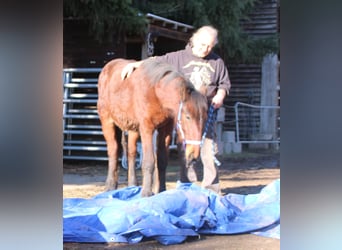 Fries paard Mix, Hengst, 1 Jaar, 155 cm, Bruin