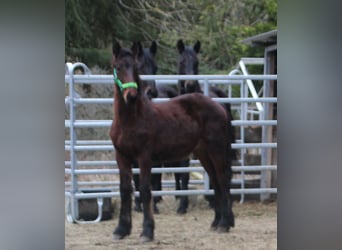 Fries paard Mix, Hengst, 1 Jaar, 155 cm, Bruin