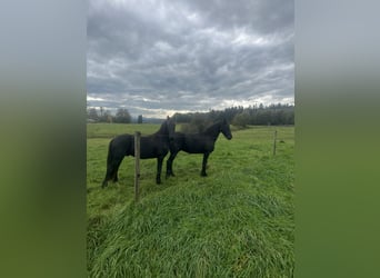 Fries paard, Hengst, 1 Jaar, 155 cm, Zwart