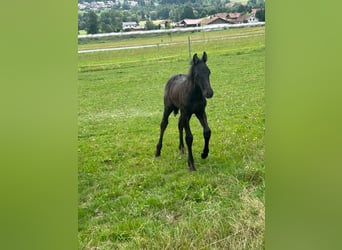 Fries paard Mix, Hengst, 1 Jaar, 160 cm, Zwart