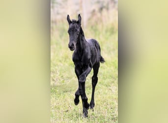 Fries paard Mix, Hengst, 1 Jaar, 162 cm, Zwart