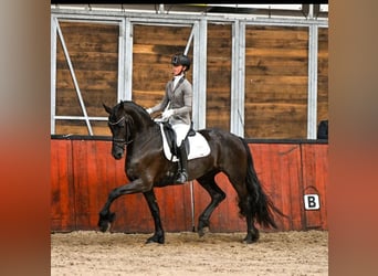 Fries paard, Hengst, 1 Jaar, 165 cm, Zwart