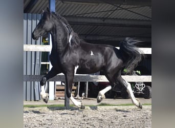 Fries paard, Hengst, 1 Jaar, 165 cm, Zwart