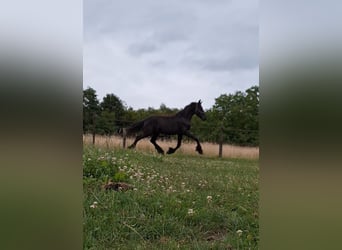 Fries paard, Hengst, 1 Jaar, 165 cm, Zwart