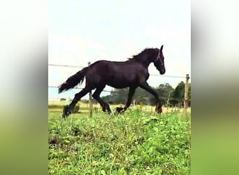 Fries paard, Hengst, 1 Jaar, 165 cm, Zwart