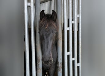 Fries paard, Hengst, 1 Jaar, 168 cm, Zwart