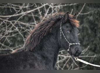 Fries paard, Hengst, 1 Jaar, 170 cm, Zwart