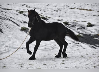 Fries paard, Hengst, 1 Jaar, 170 cm, Zwart
