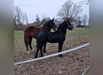 Fries paard, Hengst, 1 Jaar, Zwart
