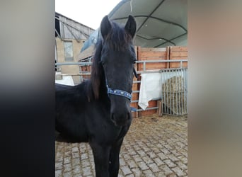 Fries paard, Hengst, 1 Jaar, Zwart
