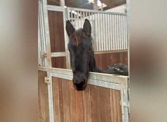 Fries paard, Hengst, 1 Jaar, Zwart