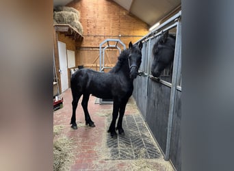 Fries paard, Hengst, 1 Jaar, Zwart