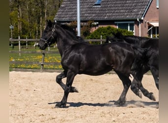 Fries paard, Hengst, 1 Jaar, Zwart