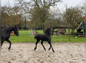 Fries paard, Hengst, 1 Jaar, Zwart