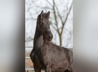 Fries paard, Hengst, 1 Jaar, Zwart