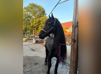 Fries paard, Hengst, 20 Jaar, 150 cm, Zwart