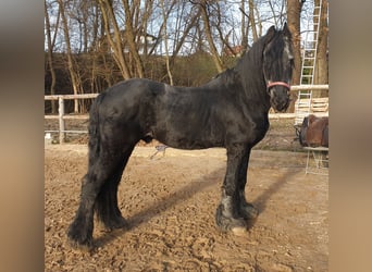 Fries paard, Hengst, 21 Jaar, 150 cm, Zwart
