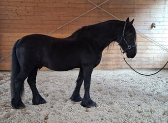 Fries paard, Hengst, 22 Jaar, Zwartbruin