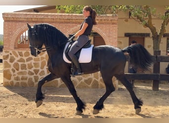 Fries paard, Hengst, 26 Jaar, 170 cm, Zwart