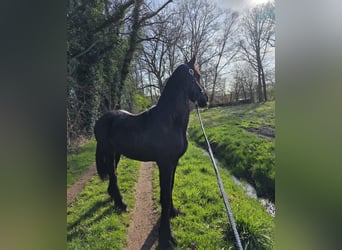 Fries paard, Hengst, 2 Jaar, 157 cm, Zwart