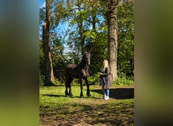 Fries paard, Hengst, 2 Jaar, 157 cm, Zwart