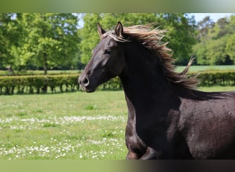 Fries paard, Hengst, 2 Jaar, 158 cm, Zwart