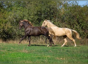 Fries paard, Hengst, 2 Jaar, 158 cm, Zwart