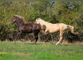 Fries paard, Hengst, 2 Jaar, 158 cm, Zwart