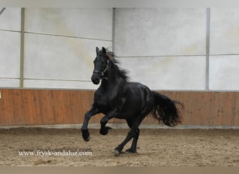 Fries paard, Hengst, 2 Jaar, 160 cm, Zwart