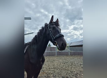 Fries paard, Hengst, 2 Jaar, 161 cm, Zwart