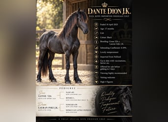 Fries paard, Hengst, 2 Jaar, 163 cm, Zwart