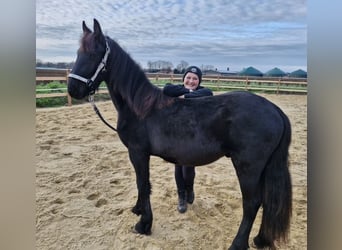Fries paard, Hengst, 2 Jaar, 163 cm, Zwart