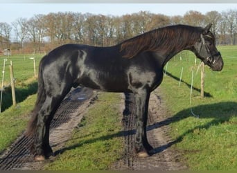 Fries paard, Hengst, 2 Jaar, 163 cm, Zwart