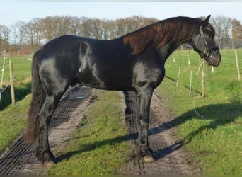 Fries paard, Hengst, 2 Jaar, 163 cm, Zwart