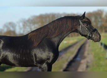 Fries paard, Hengst, 2 Jaar, 163 cm, Zwart