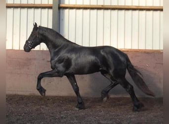 Fries paard, Hengst, 2 Jaar, 163 cm, Zwart