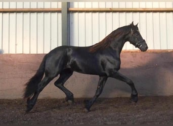 Fries paard, Hengst, 2 Jaar, 163 cm, Zwart