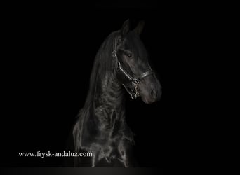 Fries paard, Hengst, 2 Jaar, 163 cm, Zwart