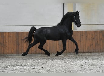 Fries paard, Hengst, 2 Jaar, 163 cm, Zwart