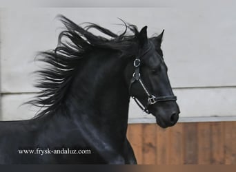 Fries paard, Hengst, 2 Jaar, 163 cm, Zwart