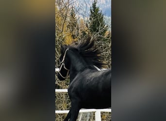 Fries paard, Hengst, 2 Jaar, 164 cm, Zwart