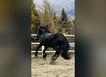 Fries paard, Hengst, 2 Jaar, 164 cm, Zwart