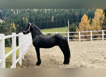 Fries paard, Hengst, 2 Jaar, 164 cm, Zwart