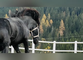 Fries paard, Hengst, 2 Jaar, 164 cm, Zwart