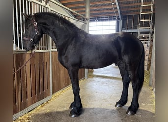 Fries paard, Hengst, 2 Jaar, 168 cm, Zwart