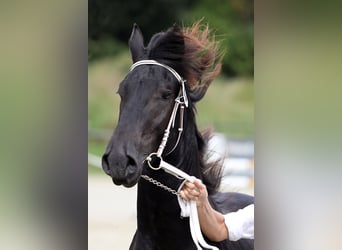 Fries paard, Hengst, 2 Jaar, 168 cm, Zwart