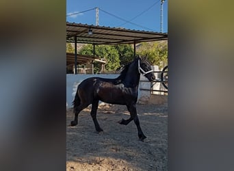 Fries paard, Hengst, 2 Jaar, 168 cm, Zwart